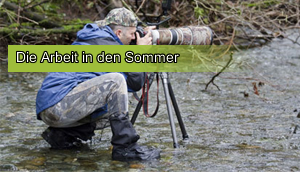 Die Arbeit in den Sommer